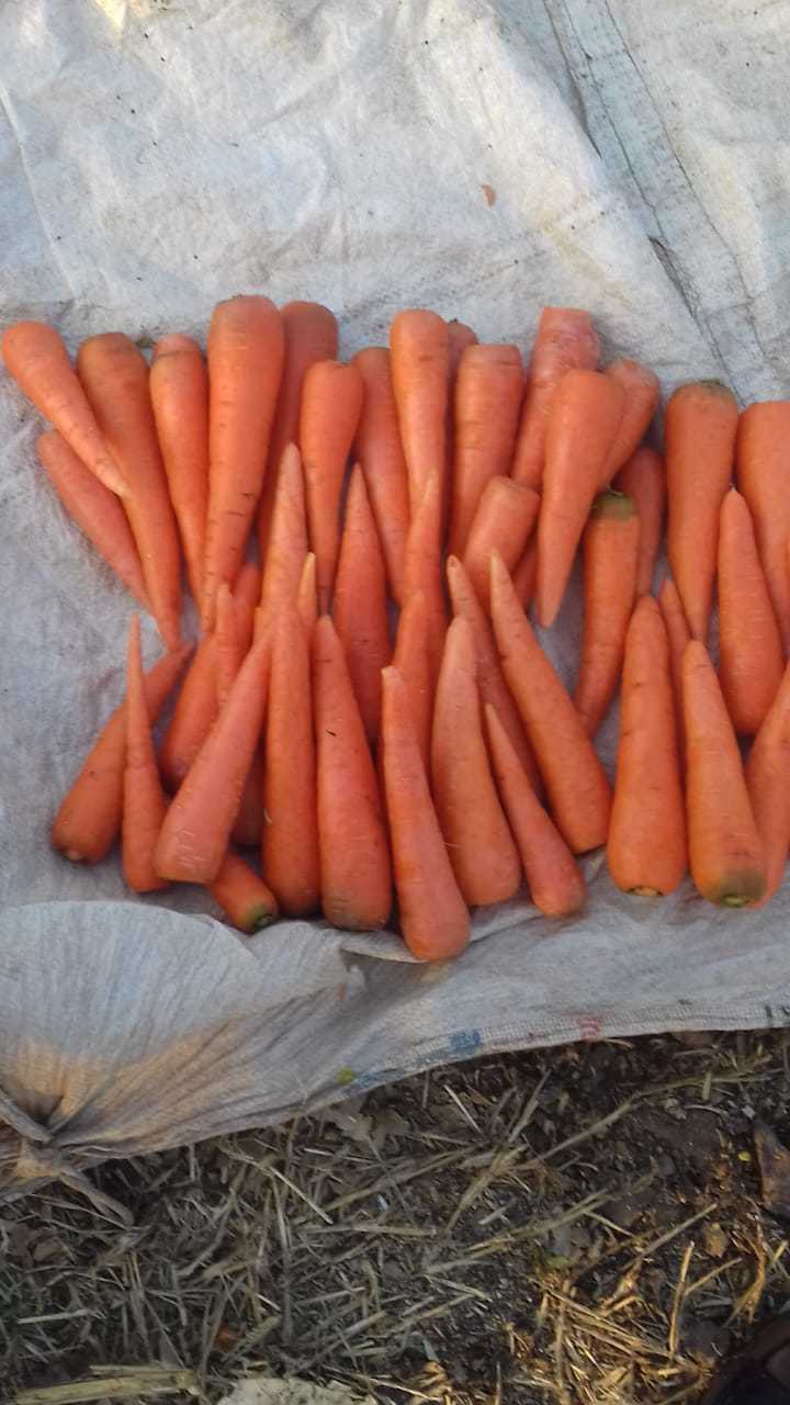 Orange Carrot - 6-8 Inches Length, 1-2 Inches Diameter | Crisp Texture, Juicy Taste, Enriched With Beta-carotene