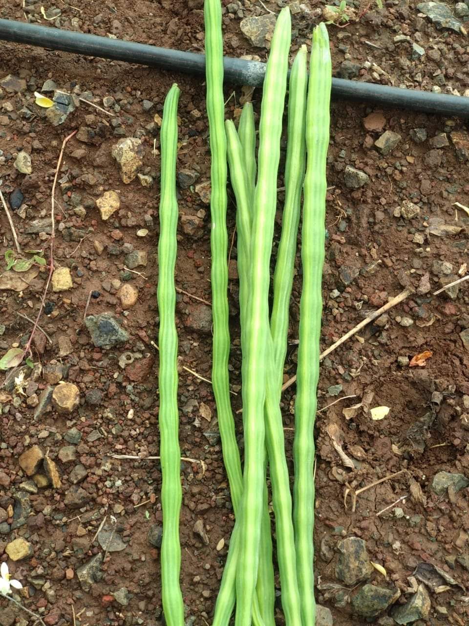 Long Fresh Drumsticks