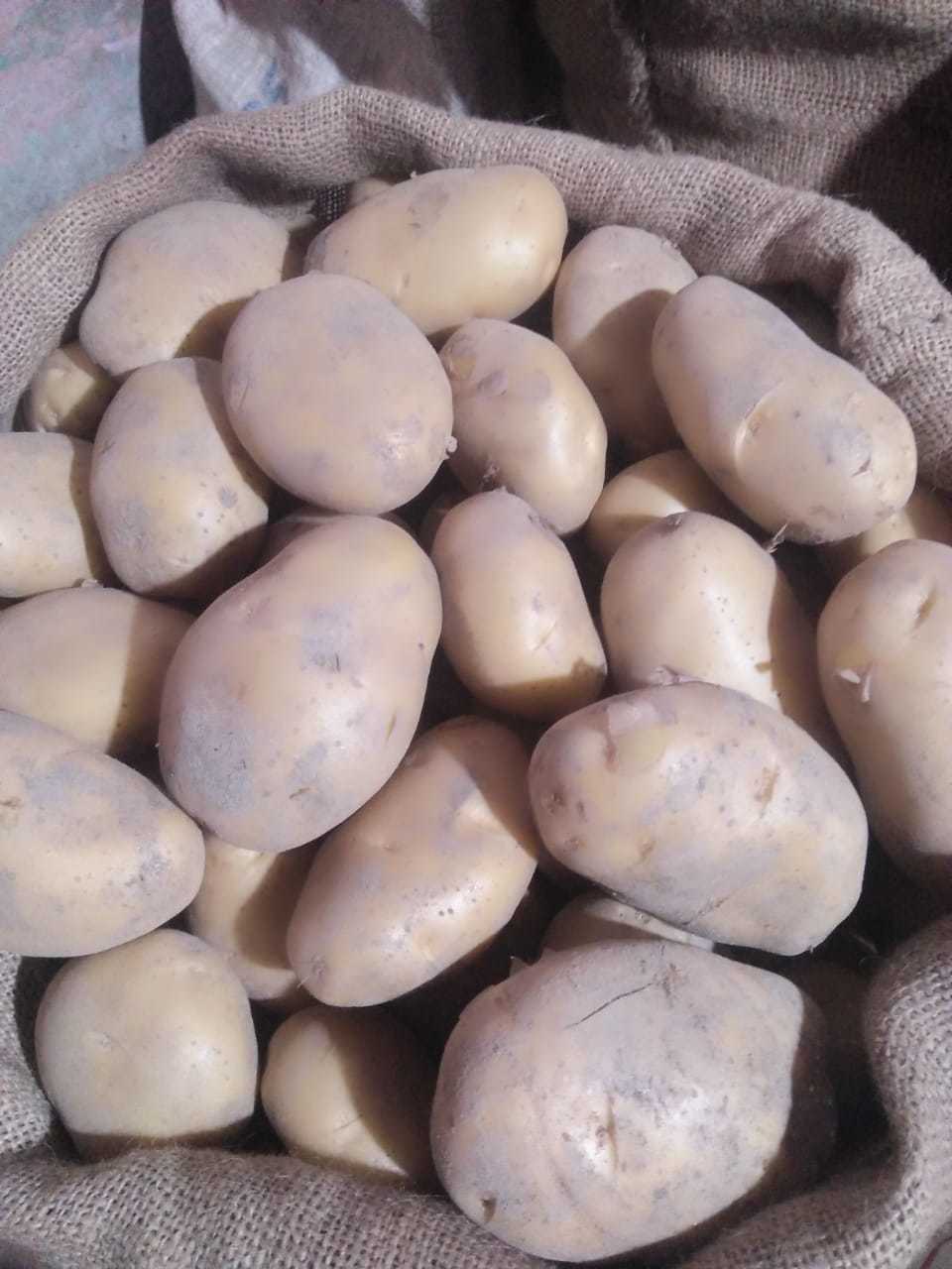 Potato -Pukhraj