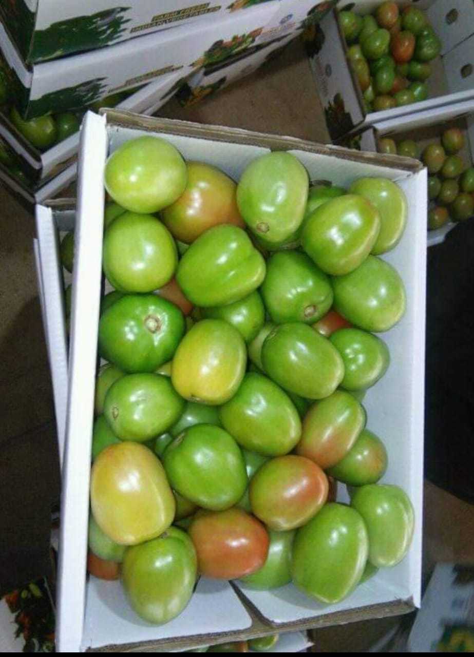 Fresh Tomato