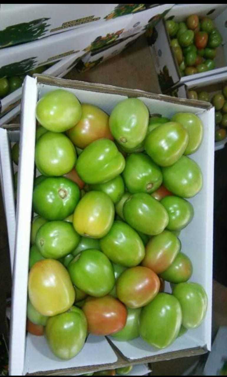 Fresh Tomato