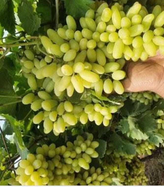 Green Grapes