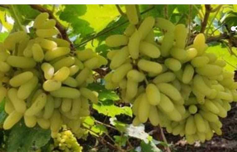 Green Grapes