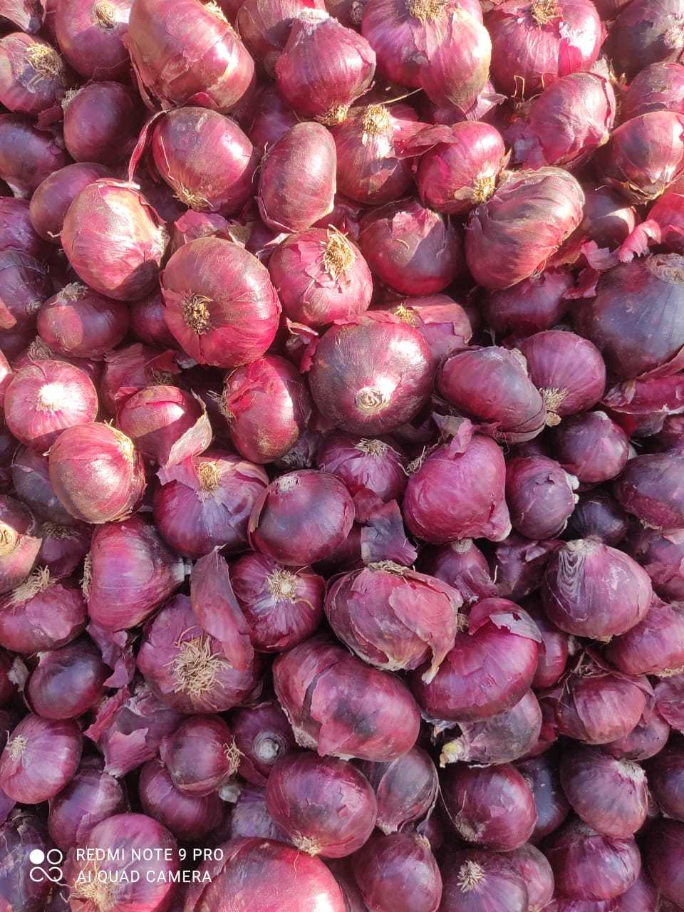Onion- Medium Quality(large) Preserving Compound: No