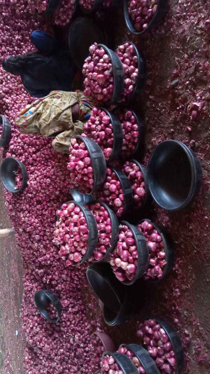 Onion- Medium Quality(large) Preserving Compound: No