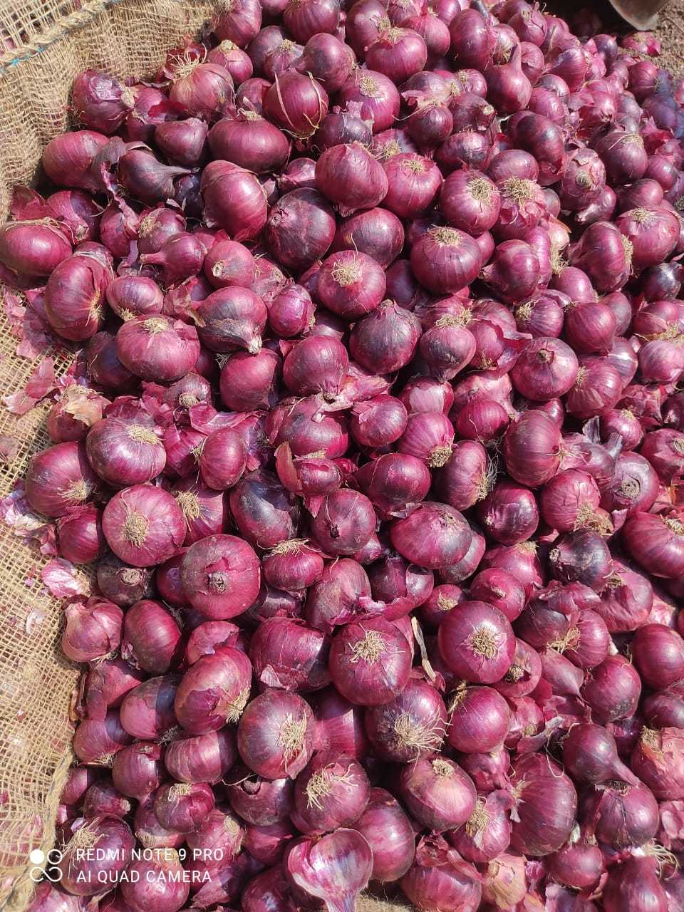 Onion- Medium Quality(large) Preserving Compound: No
