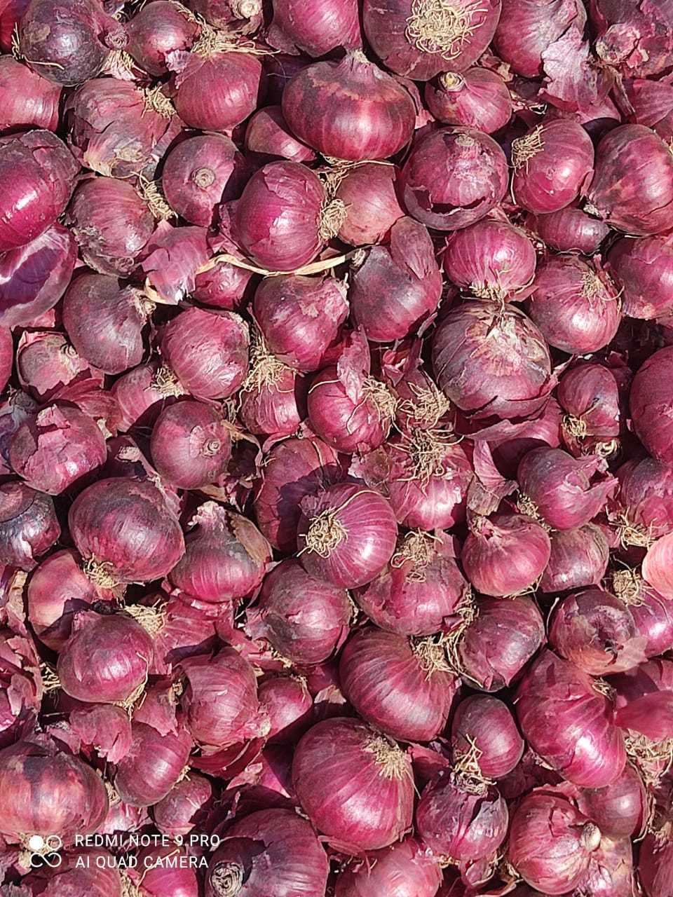Onion- Medium Quality(large) Preserving Compound: No