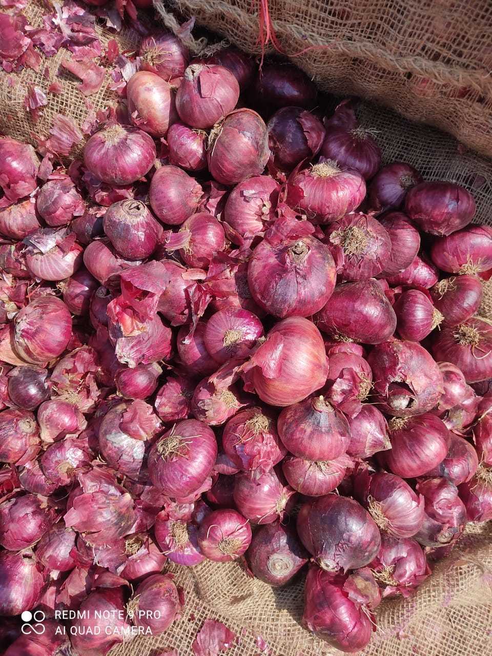 Onion- Medium Quality(large) Preserving Compound: No