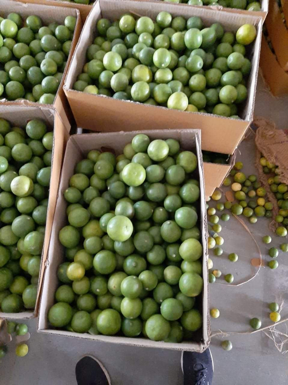Green Lemon - Small Round Smooth Fruit | Citrus Limon, Vibrant Green Color, Native To South Asia