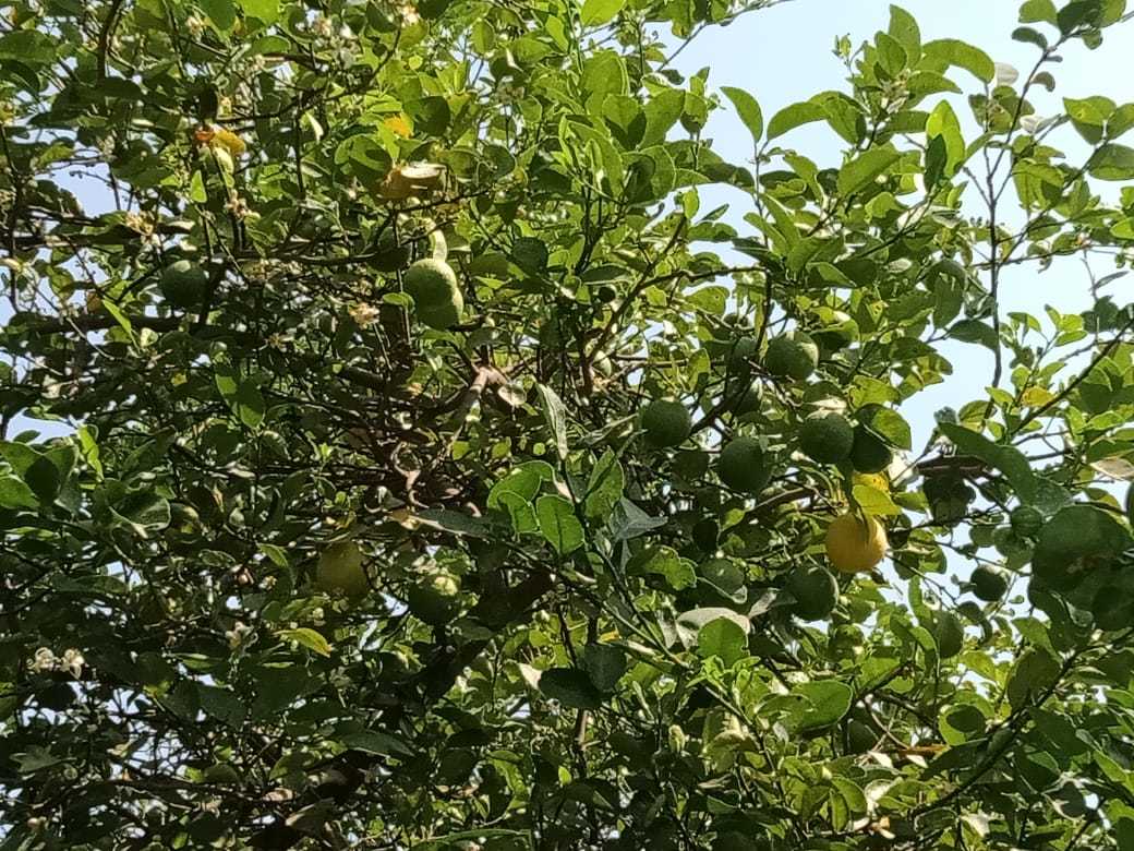 Green Lemon - Small Round Smooth Fruit | Citrus Limon, Vibrant Green Color, Native To South Asia