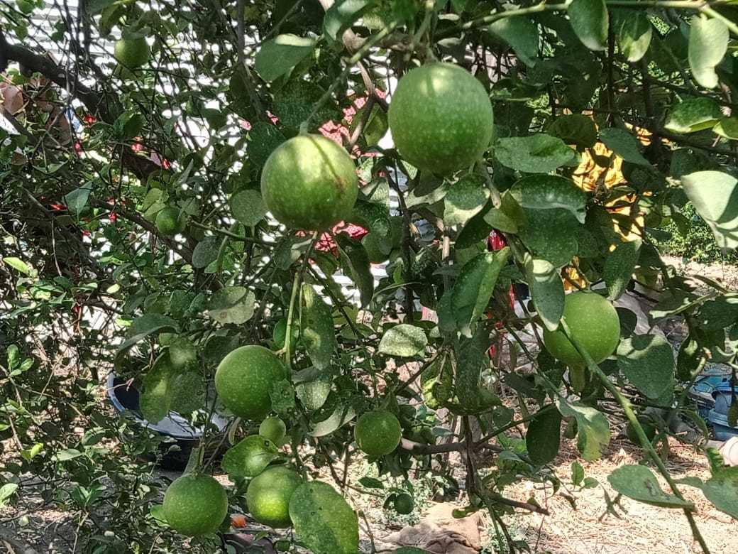 Green Lemon - Small Round Smooth Fruit | Citrus Limon, Vibrant Green Color, Native To South Asia
