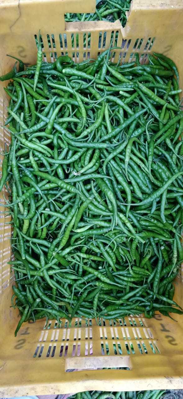Green Chilli- G4 Super