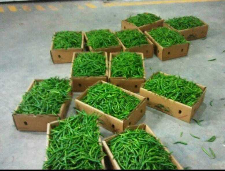 Green Chilli- G4 Super