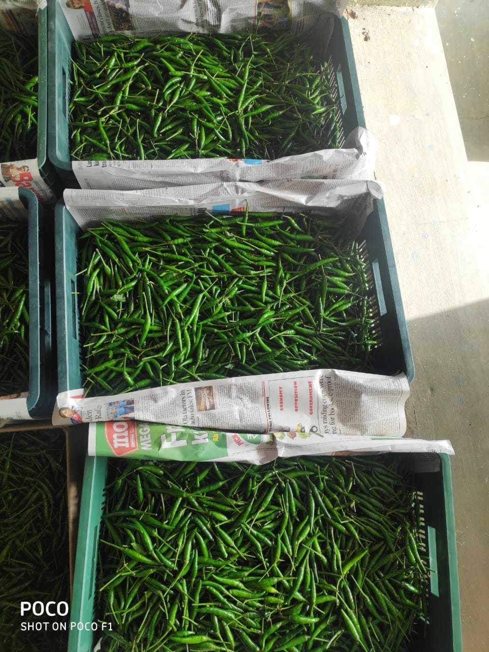 Green Chilli- G4 Super