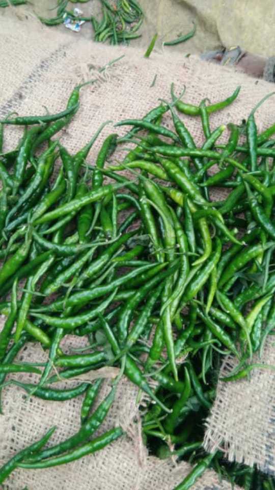 Green Chilli- G4 Super