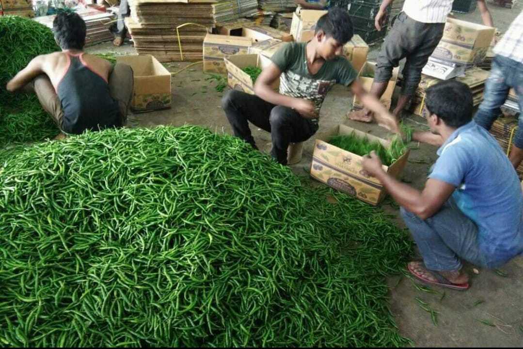 Green Chilli- G4 Super