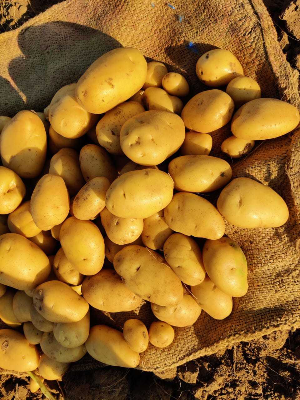 Potato -Pukhraj