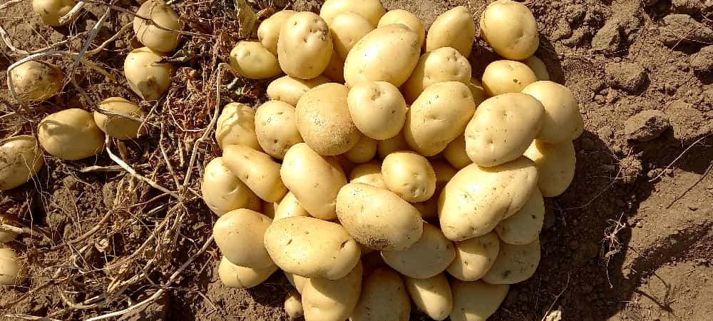 Potato -Pukhraj