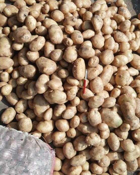 Lr Potato