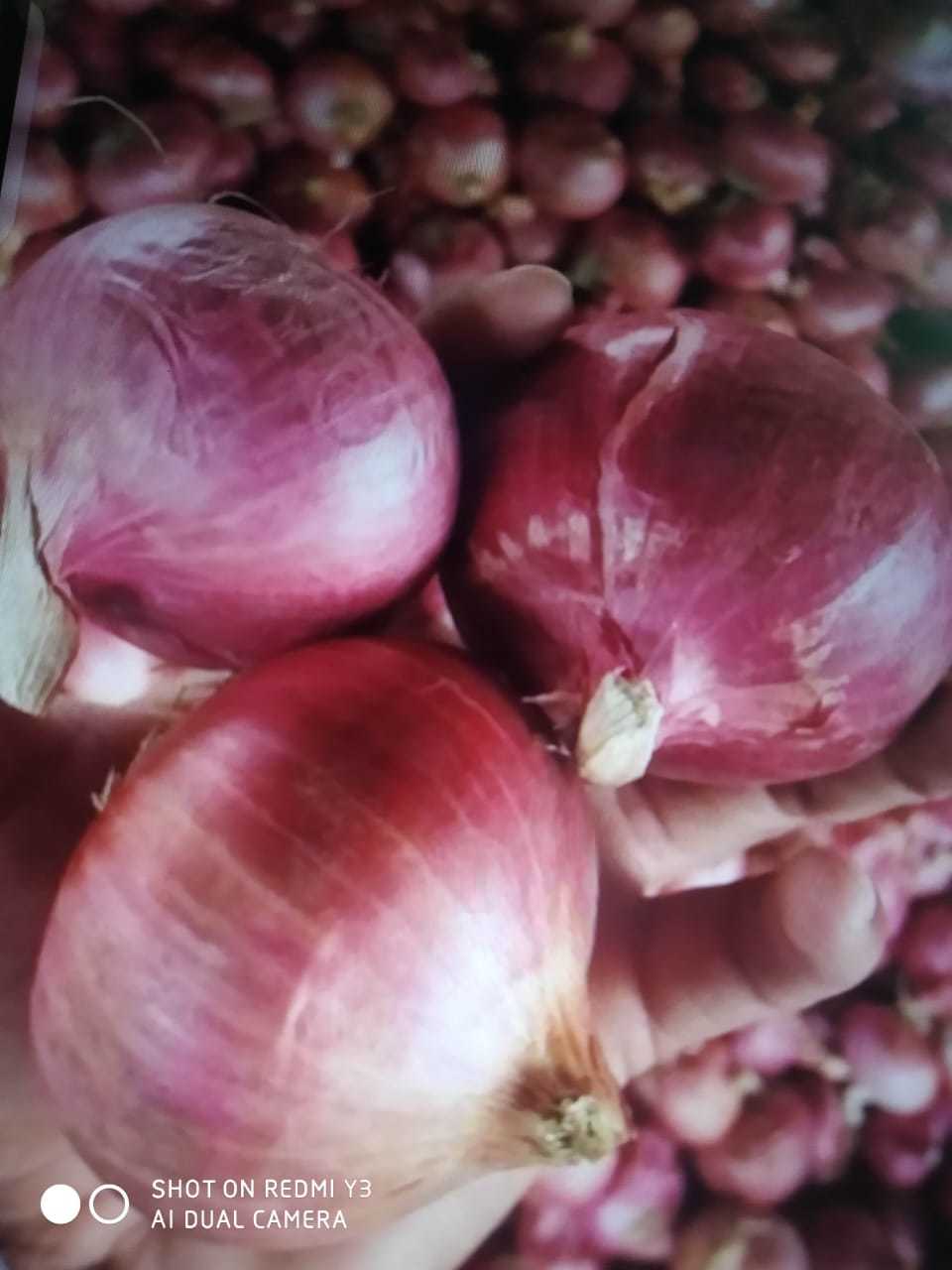 Red Onion - Round Shape, 3 Months Shelf Life | Rich In Antioxidants, Supports Heart Health, Reduces Inflammation