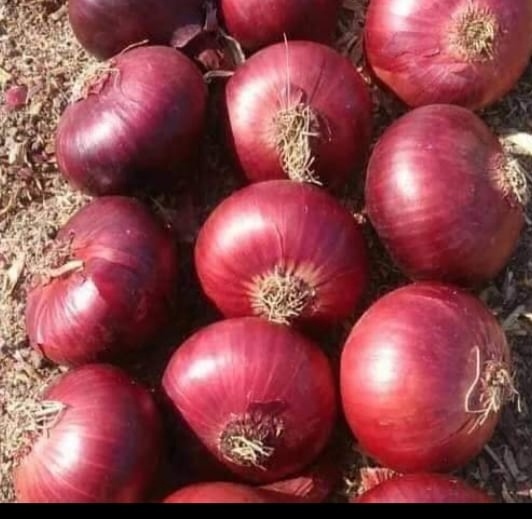 Red Onion - Round Shape, 3 Months Shelf Life | Rich In Antioxidants, Supports Heart Health, Reduces Inflammation