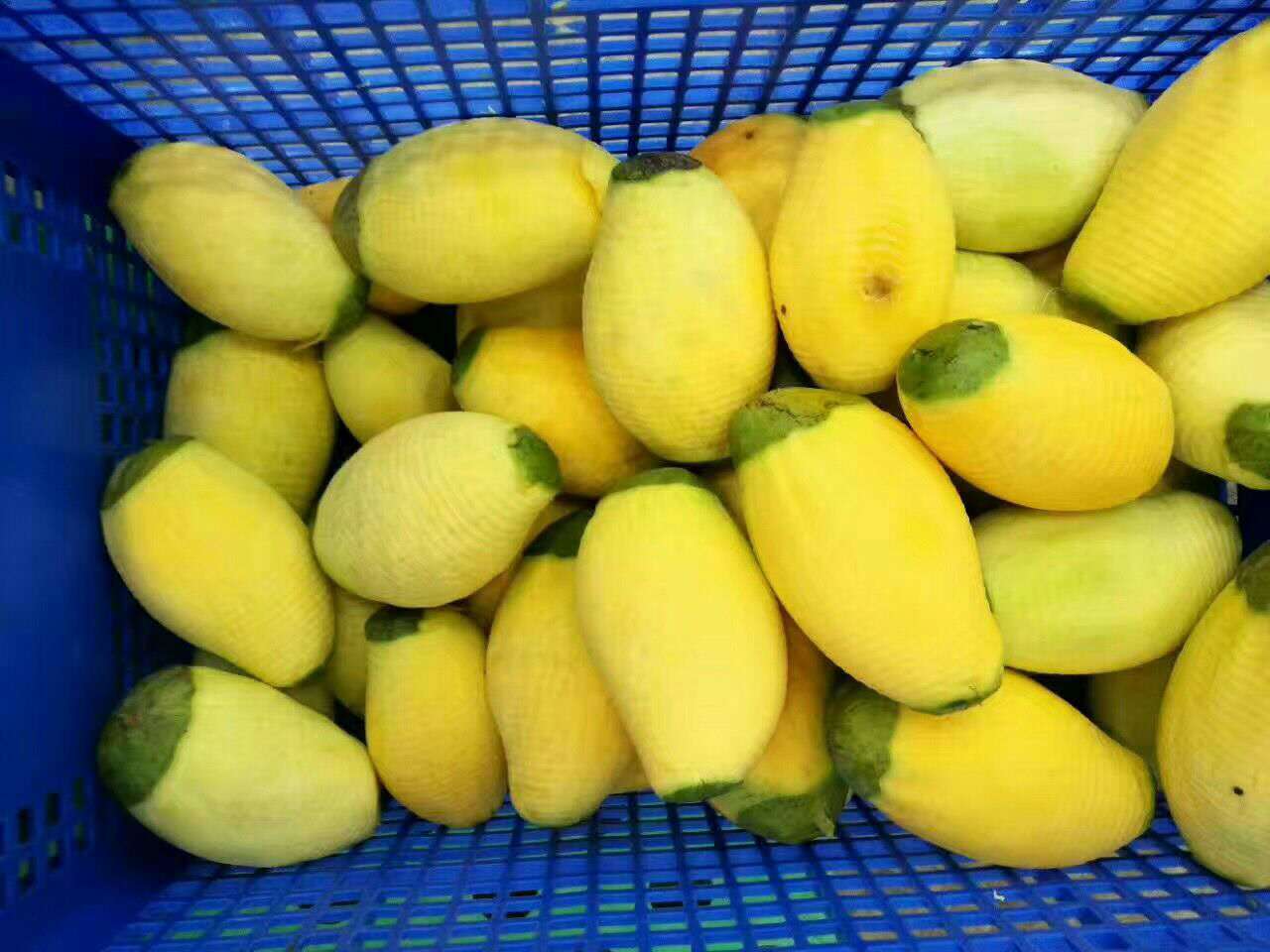 Full Automatic Mango Peeler Machine Mango Coring Peeling Machine Capacity: 60 Pcs/min