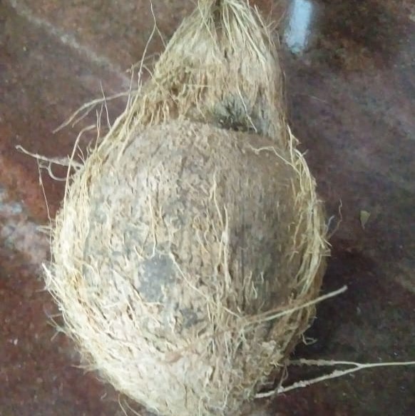 Brown Full Husk Coconut