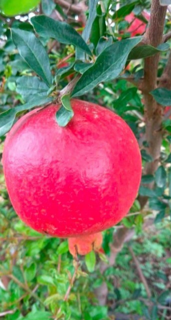 Red Fresh Pomegranate