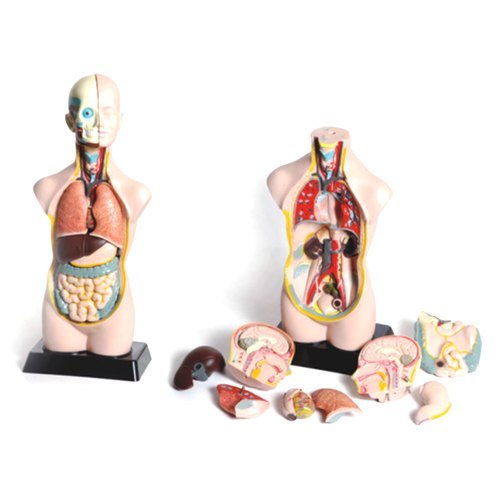 Fiber Human Torso Model