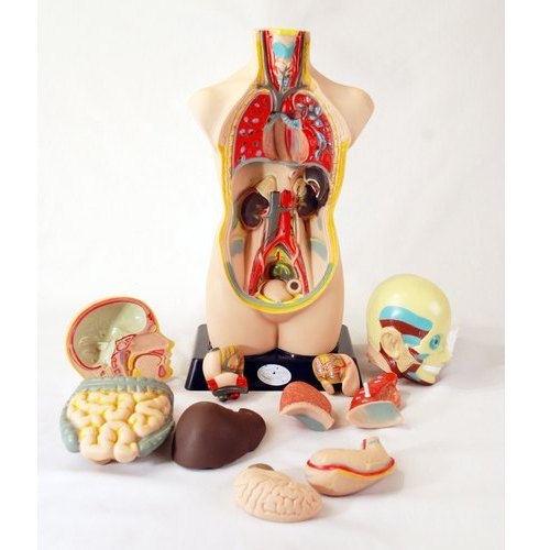 Fiber Human Torso Model