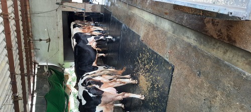 सफेद और काली शुद्ध Hf स्वस्थ गाय