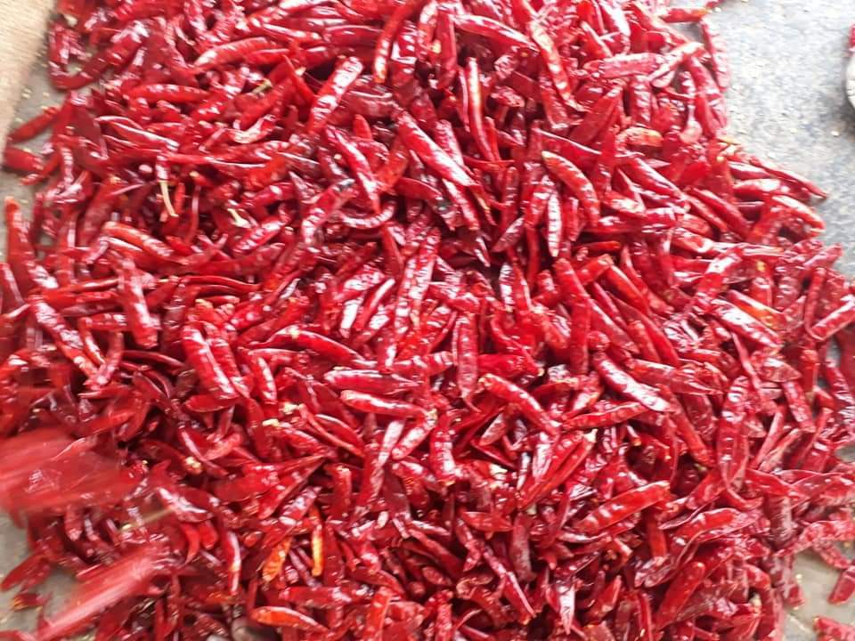 Red Chillies