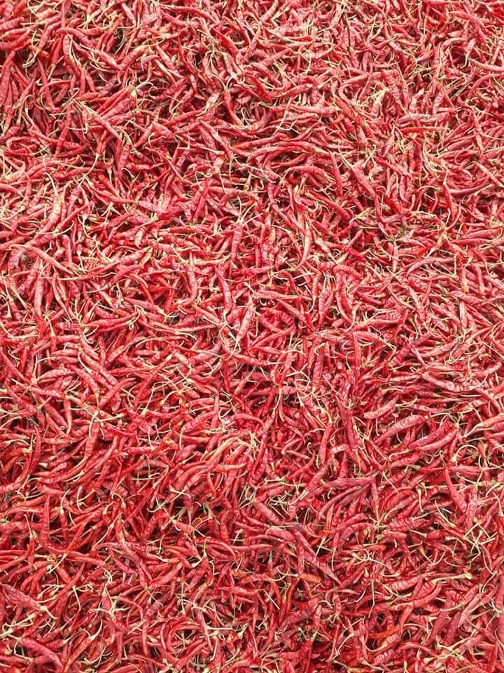 Red Chillies