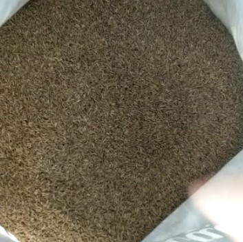 Cumin Seeds