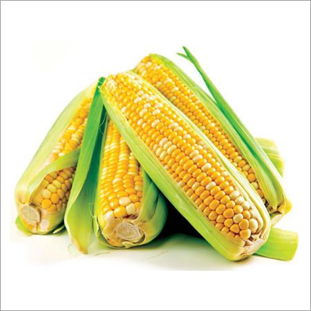 Fresh American Corn