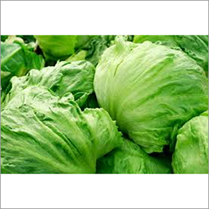 Fresh Lettuce Iceberg - Green, Variable Size | Crisp Texture, Fresh Taste, Versatile, Nutritious, Easy Prep