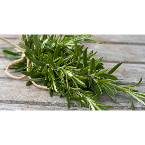 Fresh Rosemary