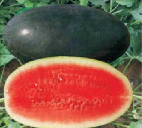 लाल ताजा तरबूज