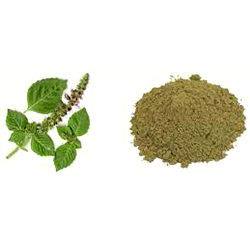Tulsi Powder Panchang