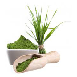 Wheat Grass Powder