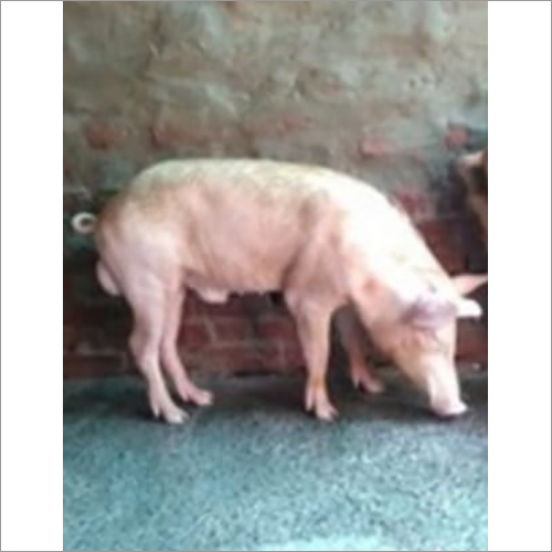 प्रजनन सूअर