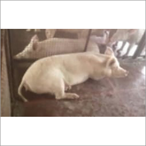 मादा सुअर