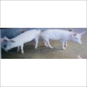 बड़ा बड़ा सफेद सुअर