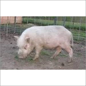 सफेद यॉर्कशायर सुअर