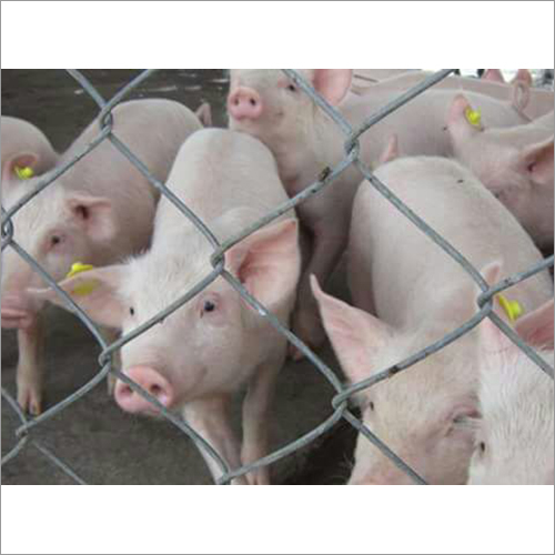 सूअर फार्म पिगलेट