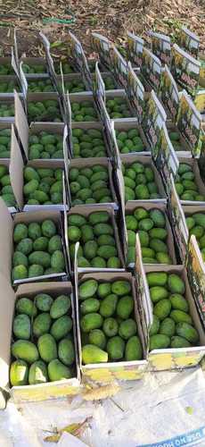 ऑर्गेनिक ग्रीन मैंगो