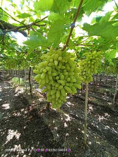 शुद्ध ताजा अंगूर