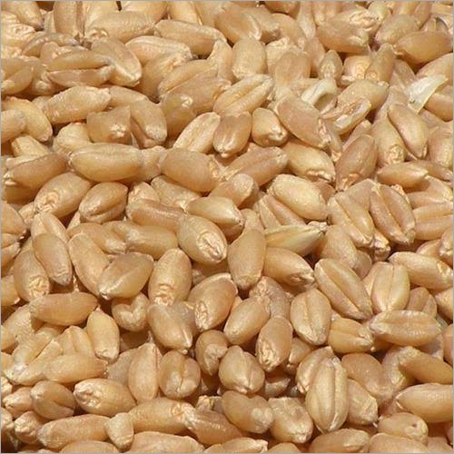 Whole Wheat - 20 Kg Pack Size | Organic, High Purity, Brown Color, Hard Physical Form, Dried With Nil Moisture Content
