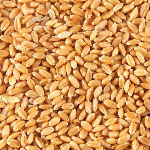 Whole Wheat - 20 Kg Pack Size | Organic, High Purity, Brown Color, Hard Physical Form, Dried With Nil Moisture Content