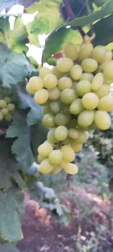 Thompson Green Grapes - Round Shape, Golden Green Color | Juicy Sweet Flavor, Seedless Delight for Colorful Salads and Curd
